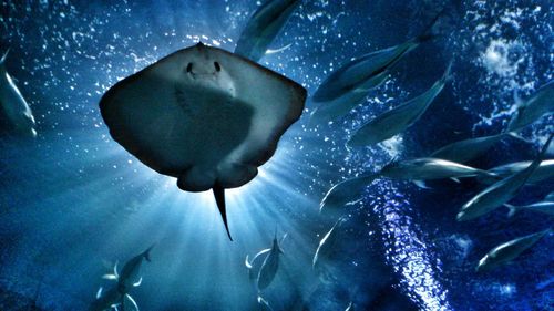 Close-up of fish swimming in sea