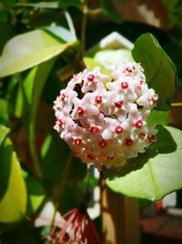 Close-up of flowers blooming outdoors