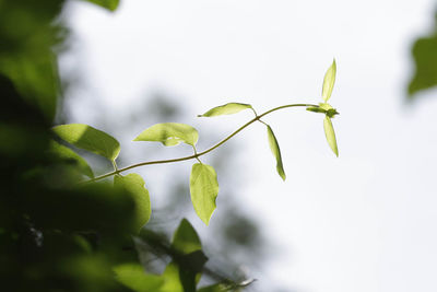 Close-up of fresh green plant