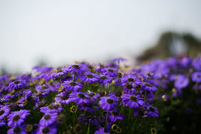 Close-up of purple flowering plant on field