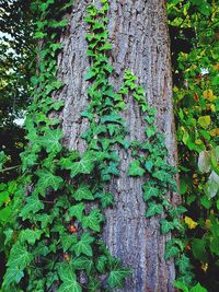 Ivy growing on tree trunk in forest