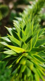 Close-up of fresh green plant