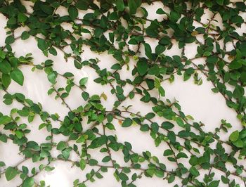 Close-up of plants