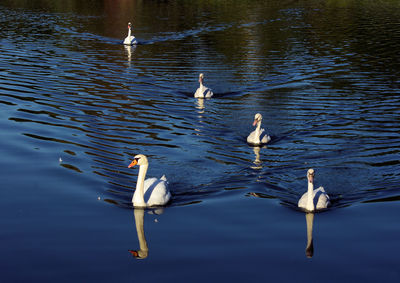 Swans swimming in lake