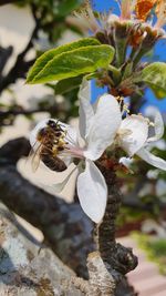 Close-up of bee on white flowering plant