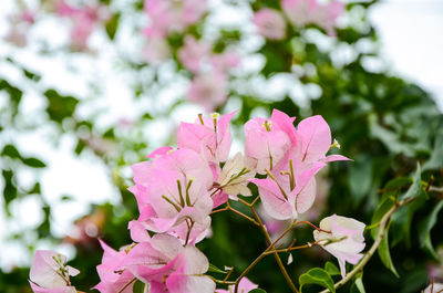 Close-up of pink flowers blooming outdoors