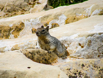 Squirrel on rock