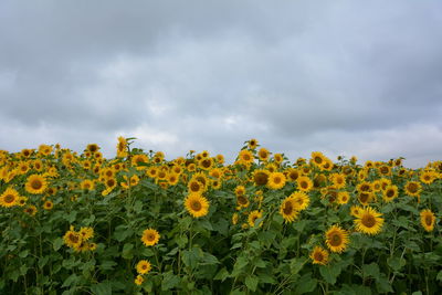 Sunflowers in field