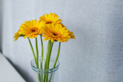 Close-up of yellow flower in vase on table against wall