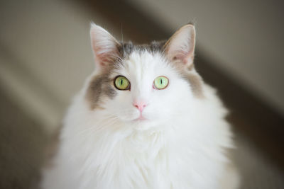 Close-up portrait of a white cat looking at camera