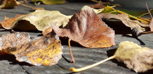 Close-up of dried leaves