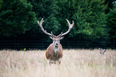 Close-up of deer on landscape