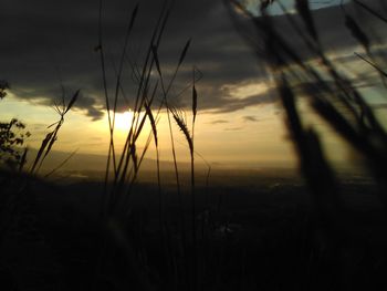 Close-up of silhouette plants on field against sunset sky