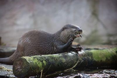 Otter on rock