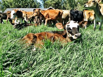 View of cows on field