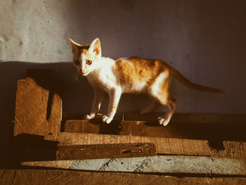 Portrait of cat on wall