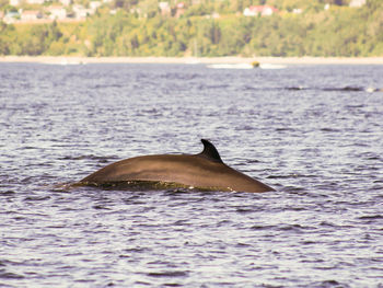 Fish swimming in sea