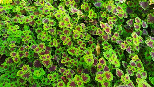 Full frame shot of flowering plants
