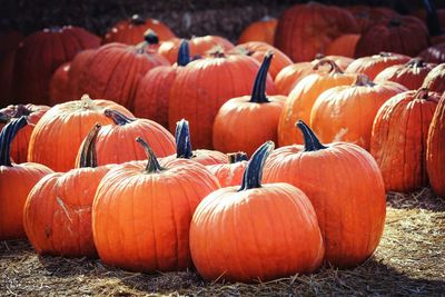 Pumpkins on field for sale