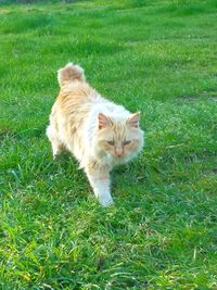 Cat on grassy field