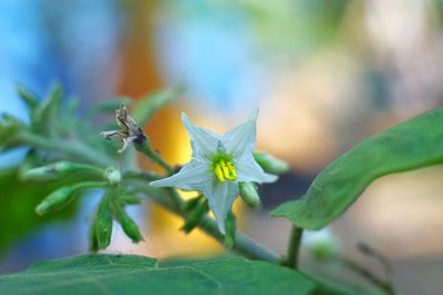 Close-up of flowering plant