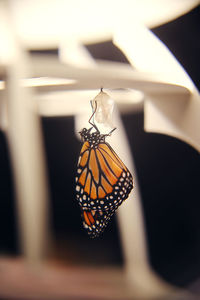 Close-up of butterfly