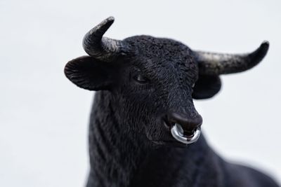 Close-up of giraffe against sky