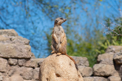 Meerkat, suricata suricatta or suricate, small mongoose in southern africa in its natural habitat