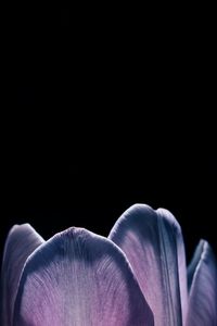 Close-up of white rose against black background
