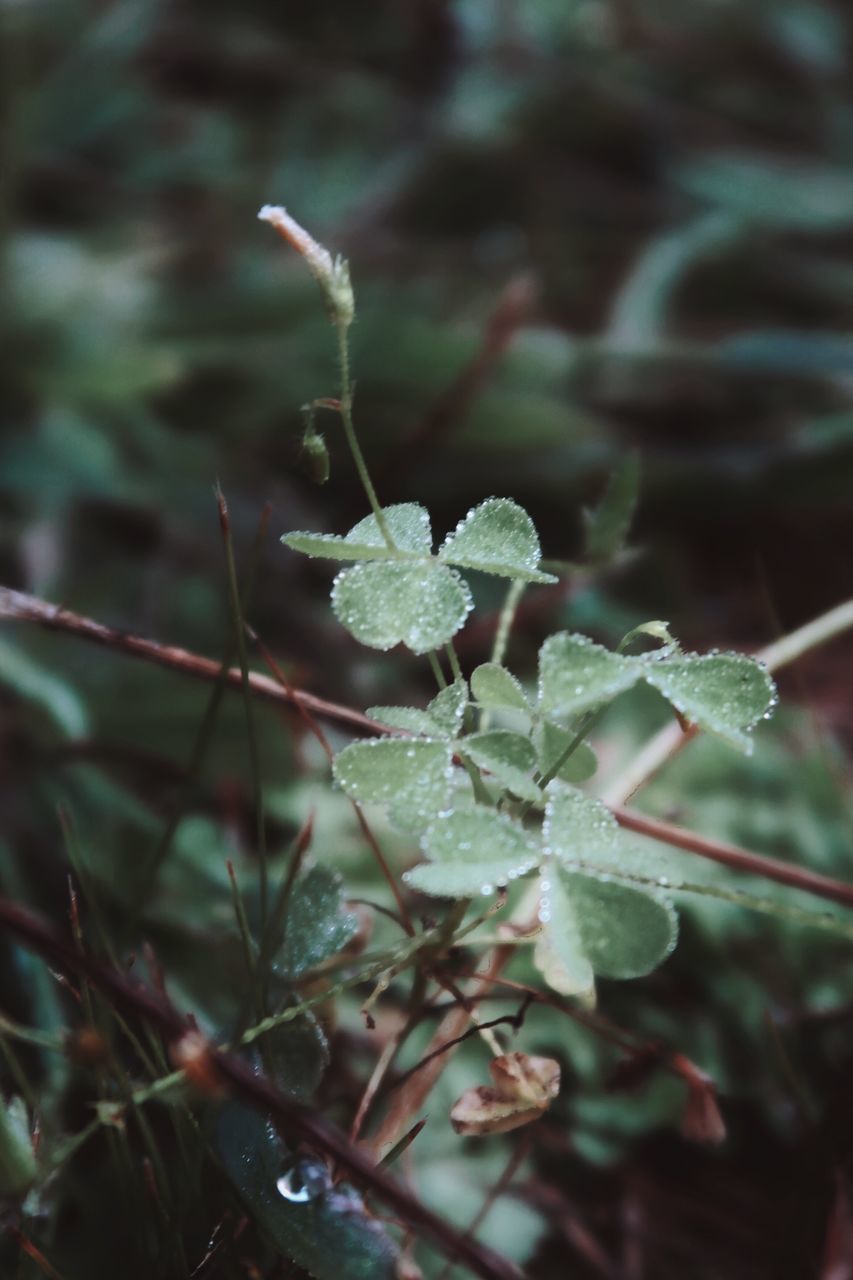 CLOSE-UP OF PLANT WITH LEAVES