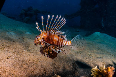 Lion fish in the red sea colorful and beautiful, eilat israel a.e