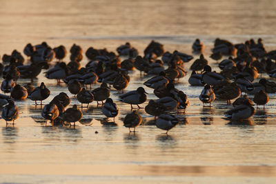 High angle view of birds on lake