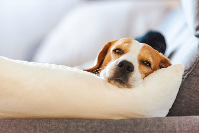 Beagle dog tired sleeps on a cozy sofa. tricolor purebred background