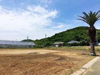 Road by palm trees on field against sky