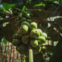 Close-up of green coffee