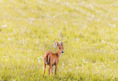 Deer on field