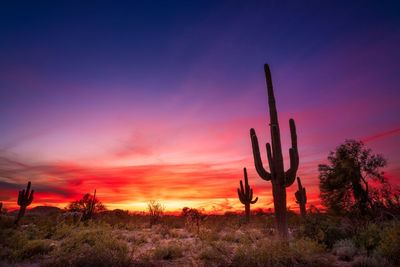 A dramatic sunset sky illuminates a saguaro cactus in the sonoran desert near phoenix, arizona.