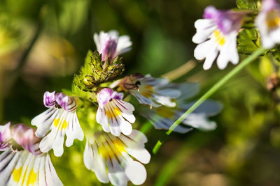 Close-up of insect on purple flower