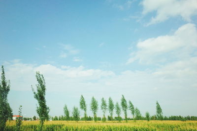 Panoramic view of agricultural field against sky