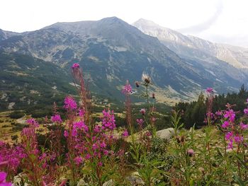 Purple flowering plants by land against sky