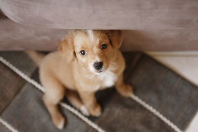 Close-up portrait of puppy at home