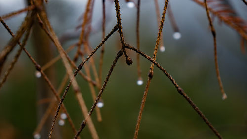 Close-up of plant