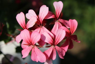 Close-up of pink flowering plant