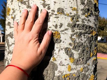 Cropped hand of woman touching tree trunk