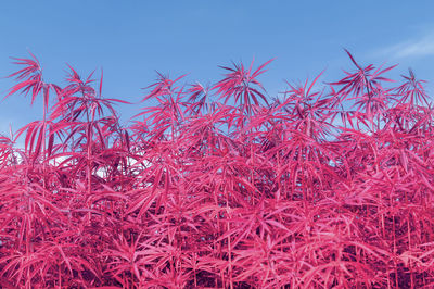 Close-up of red flowering plants against blue sky