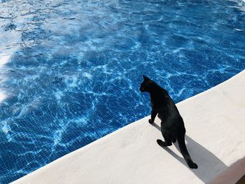 High angle view of black cat by swimming pool