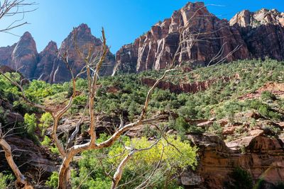 View of trees and rocks against sky