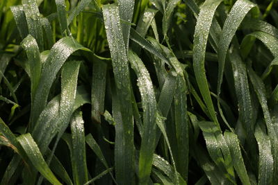 Full frame shot of wet plants