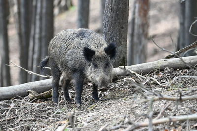 Wild boar in the forest