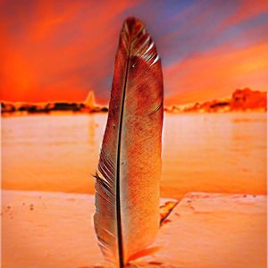 Close-up of feather at beach against sky during sunset